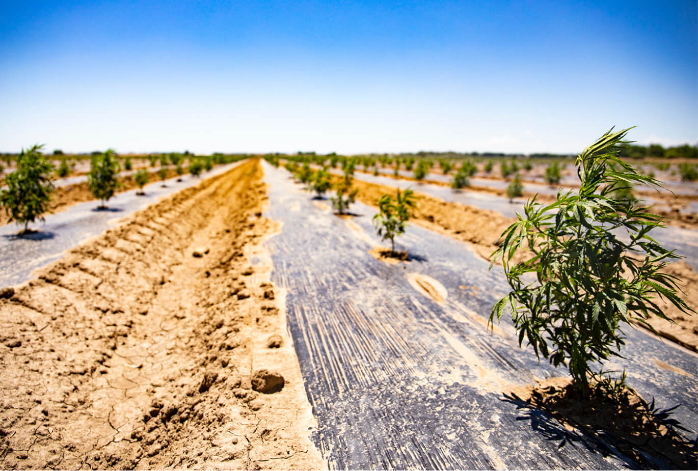 Hemp farm for CBD rich hemp oil.